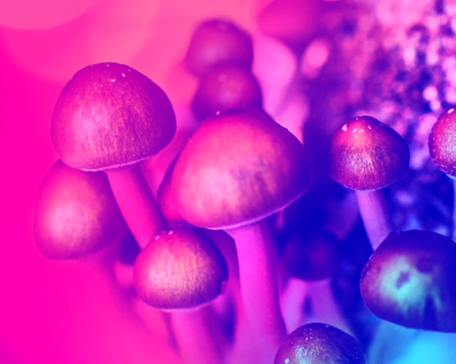 Delta World premium mushrooms – high-quality, potent, and expertly crafted for wellness and exploration.